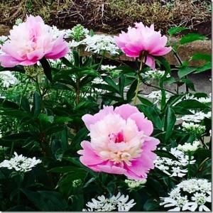 ピンク色の大きな花と白色の小さな花の写真